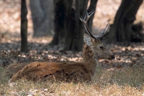 Sambar (Cervus unicolor), roe deer, horse deer, noble deer, resting in the shade, Kanha National