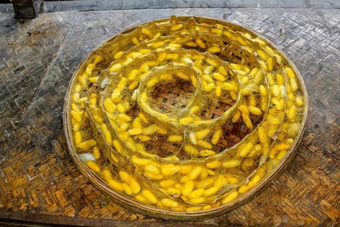 Plate with the cocoons of silkworm in a silkworm farm waiting for butterflies to born and begin