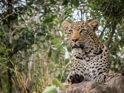 Starring Leopard in the Sabi Sands, South Africa, Africa