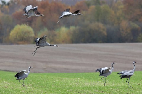 Crane (Grus grus)