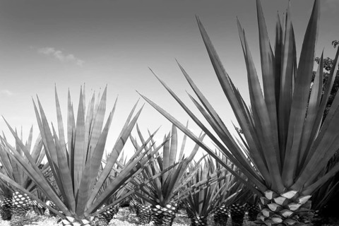 Agave tequilana plant to distill Mexican tequila liquor