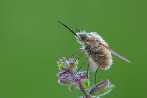 Woolly hoverfly, Bombyliidae