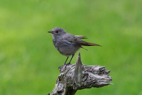 Black redstart standing on tree stump looking left
