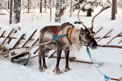 Reindeer and sleigh in winter forest