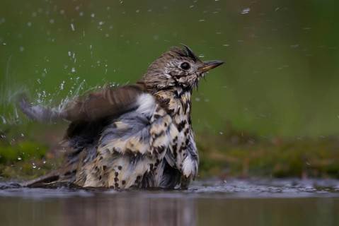 Mistle thrush (Turdus viscivorus)