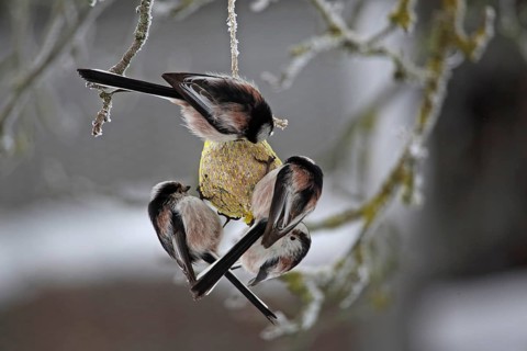 Long-tailed Tit (Aegithalos caudatus)