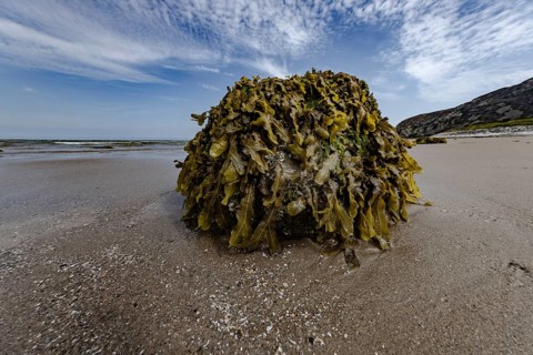 Rocks overgrown with seaweed and aquatic plants on the beach at the edge of Snowdonia National