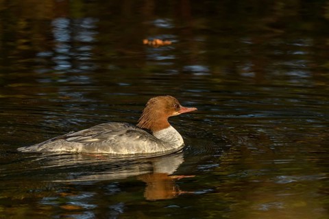 Common Merganser (Mergus merganser) female swimming in a river. Bas-Rhin, Alsace, Grand Est,