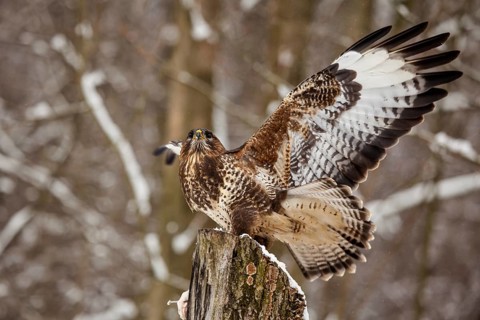 Common buzzard (Buteo buteo)
