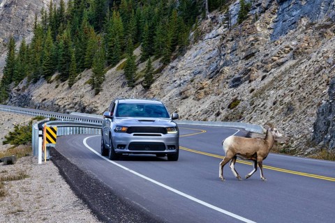 Beautiful autumn landscape scene with wild goats by the road in west Canada