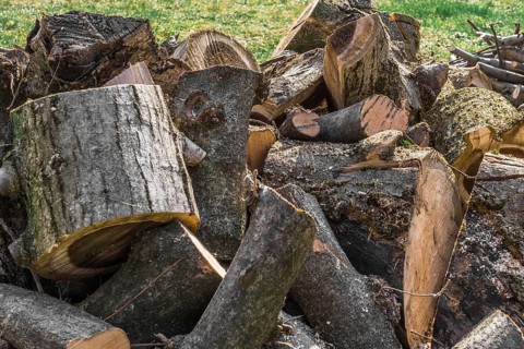Trunk of tree torn to pieces with an ax