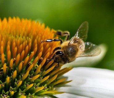 Macro of a honeybee collecting nectar on a flower blossom (echinacea)