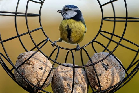 Blue Tit at the Tit Dumpling
