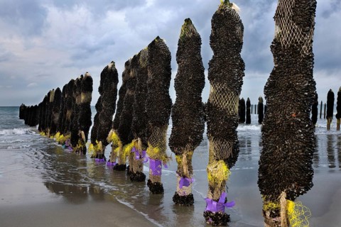 Mussel culture on the beach, Cap Gris Nez, Cote d'Opale, Opal Coast, Mussel farming, France, Europe