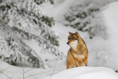Gray wolf (Canis lupus) in winter in the outdoor animal enclosure in the Bavarian Forest National