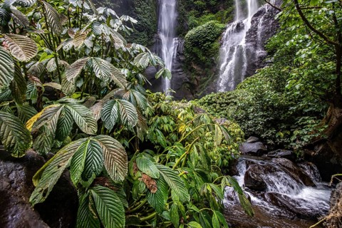 The Sekumpul waterfall, a large waterfall in the middle of the jungle that plunges into a deep