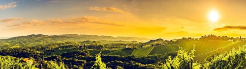 Sunny panorama of grape hills on Vineyards in south Austria. Vivid contrast high resolution