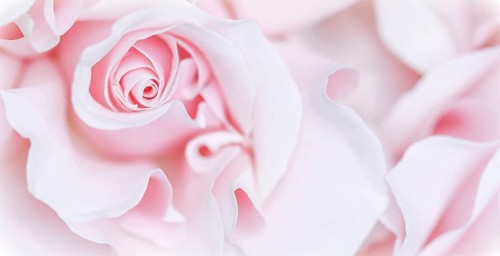 Pale pink white rose flower. Macro flowers background for holiday brand design
