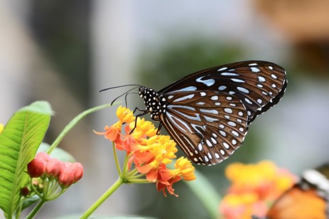 Macro of a tropical butterfly the blossom of a flower
