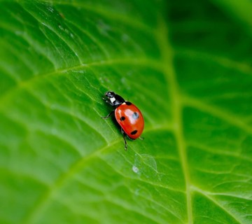 Ladybird on hydrangea leaf, seven-spott ladybird (Coccinella septempunctata), hortensias