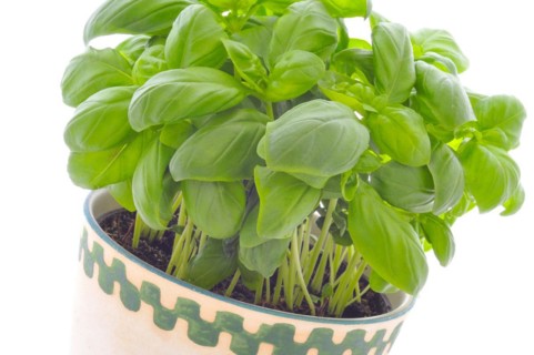 Basil in a pot