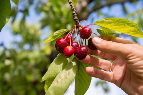 Hand picking cherries from the tree