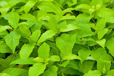 A lot of green leaves with rain drops, as background