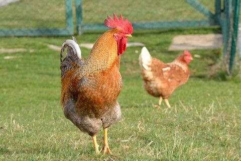 Brown cock with brown hen in the meadow - free range