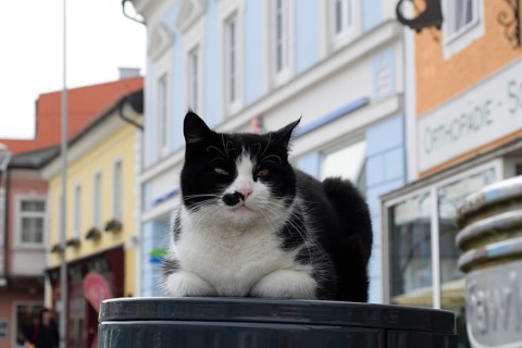 Domestic cat makes itself comfortable on the litter bin in the middle of the town square
