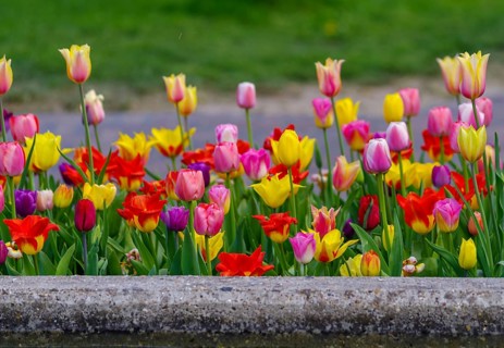 Beautiful blooming tulips closeup in spring time