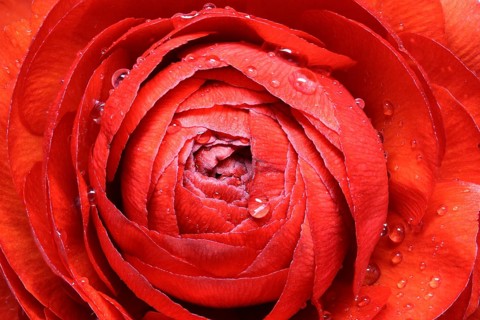 Ranunculus Asiaticus, close-up