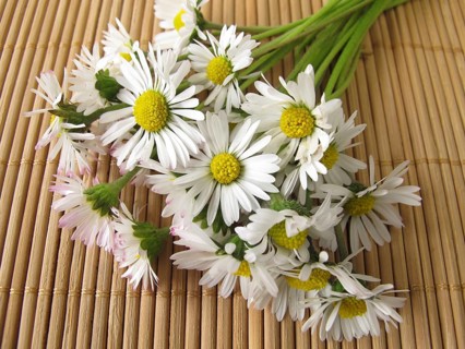 A bunch of daisies