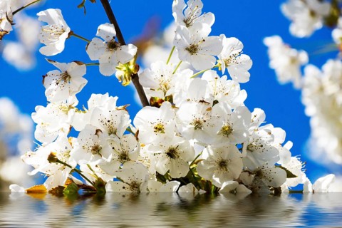 Cherry blossoms with white flowers, sun and blue sky