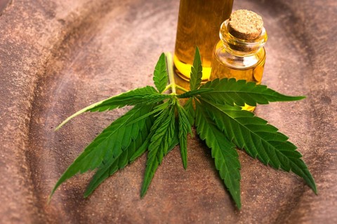 Marijuana plant and cannabis oil