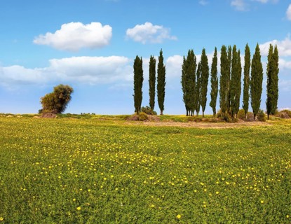 Fields of flowers in the bright southern sun. Desert acacias and cypresses. Lovely warm day. Walk