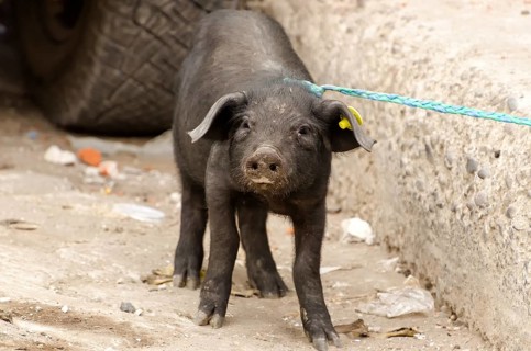 Pig at a market in South America