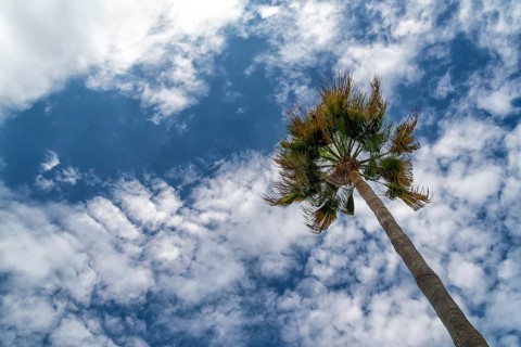 Washingtonia palm