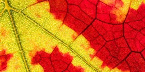 Macro shot of an autumn-coloured vine leaf