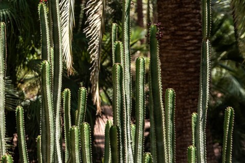Beautfiul closeup of a Euphorbia Canariensis cactus in a park in Marrakech, Morocco, Africa