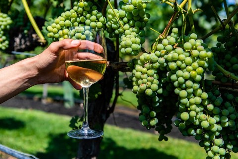 Hand holding a glass of white wine against unripe fresh green grapes fruits background close up