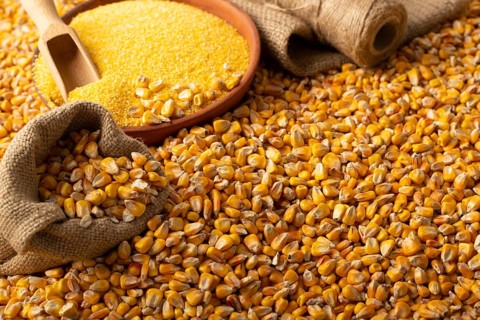 Yellow corn kernels with clay bowl in burlap sack