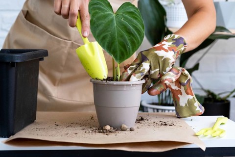 Transplanting a home plant Philodendron verrucosum into a pot. A woman plants a stalk with roots in