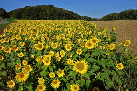 Sunflowers in the Swabian Alb, Baden-Württemberg, Germany, Sunflowers in the Swabian Alb,