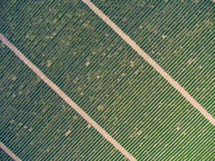 Aerial top view on extensive vineyards background