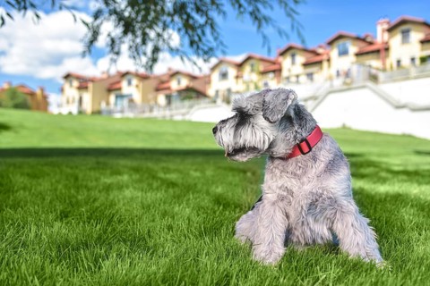 Portrait of a beautiful dog schnauzer sitting on the grass and looking into the distance in the