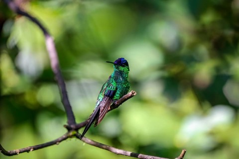 Violet-capped woodnymph perched on a branch against defocused green background, Folha Seca, Brazil,