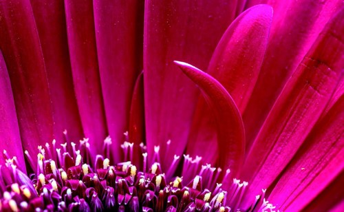 Gerbera Macro Close Up pink flower natural light