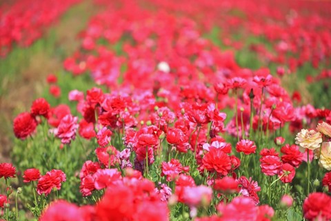 A lot of lovely blooming red buttercups. Hot Spring in the hot south
