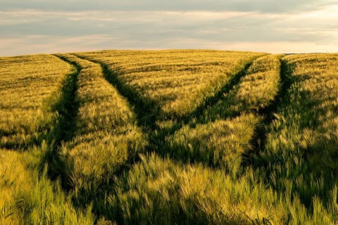 Waving grain field in golden light with two crossing vehicle tracks splitting towards the horizon,