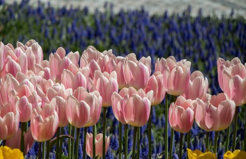 Colorful tulip flowers bloom in the garden